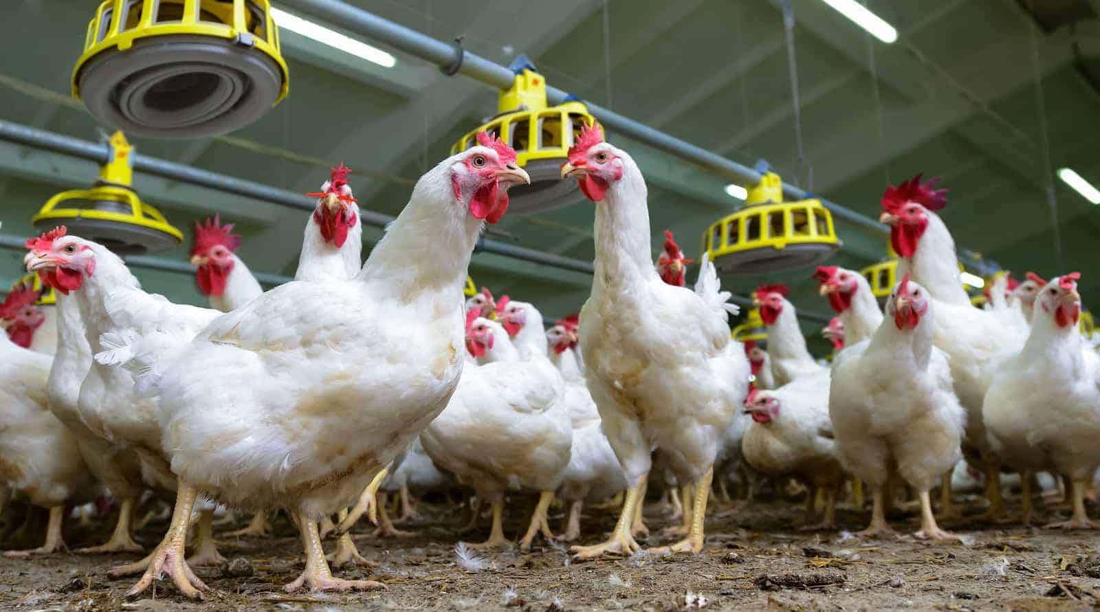 Government Funding for Farm Geothermal Installations Government Funding for Farm Geothermal Installations